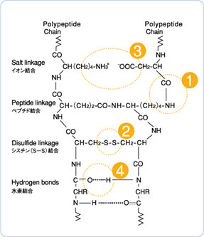 ペプチド結合、シスチン（S－S）結合、イオン結合、水素結合